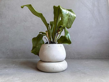 Mini Concrete Planter with Drainage, Cute Plant Pot, Bubble Planter, Decorative Cement Pot, Minimalist Pot with Saucer, Nordic, Chunky Pot (White)