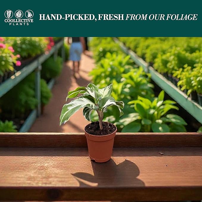 Calathea Stella | Live Plant in Growers Pot, Live Indoor, Easy to Grow, Easy to Care, and Low Maintenance Houseplant by Coollectiveplants (2" Pot)