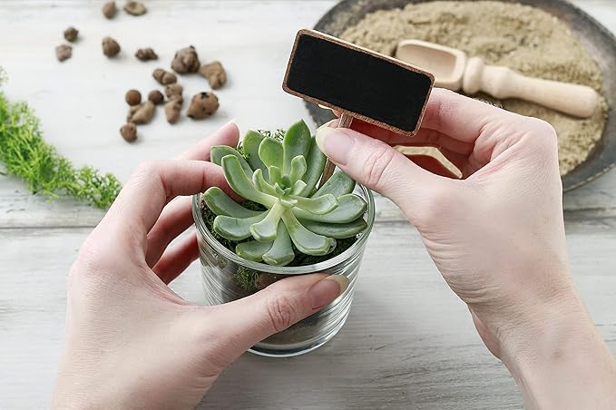 Shop Succulents Pastel Succulent Plant Pack Collection - Live Mini Succulent Plants, Low Maintenance, Bright & Serene Colors & Textures - Wedding and Party Favors, Gift & Garden, Pack of 5