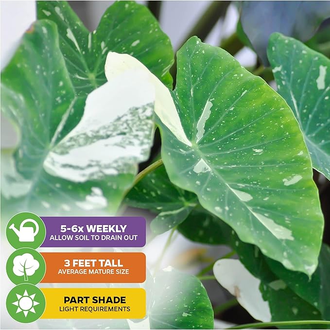 Elepaio (Ele Paio) Elephant Ear Live Plant - Colocasia esculenta by Wellspring Gardens – Tropical Garden Plants - Colocasia Bulbs for Planting Outdoor - Elephant Ear for Planting