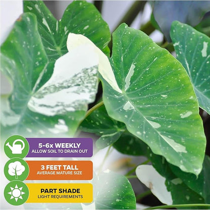 Elepaio (Ele Paio) Elephant Ear Live Plant - Colocasia esculenta by Wellspring Gardens – Tropical Garden Plants - Colocasia Bulbs for Planting Outdoor - Elephant Ear for Planting