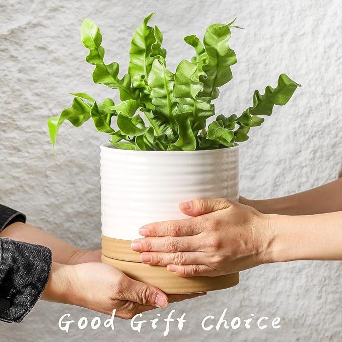 HASENSE Pots for Plants, 8+6+4.6 Inch Ceramic Plant Pots Indoors with Drainage Hole and Tray, White Planters Set for Outdoor Indoor Plants, Farmhouse Home and Office Decor, Set of 3