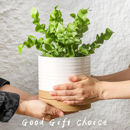 HASENSE Ceramic Plant Pots Indoor Outdoor, 6 Inch Pot for Plants with Drainage Hole and Saucer, White Modern Flower Planter for Housewarming Gift