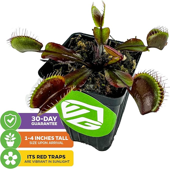 Akai Ryu Venus Fly Trap (Red Dragon) Live Plant - Dionaea muscipula by Wellspring Gardens - Unique Plant - Red Trap Plant - Red Venus Fly Trap - Rare Starter Plant