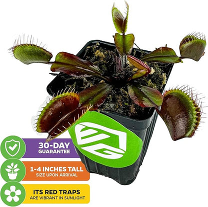Akai Ryu Venus Fly Trap (Red Dragon) Live Plant - Dionaea muscipula by Wellspring Gardens - Unique Plant - Red Trap Plant - Red Venus Fly Trap - Rare Starter Plant