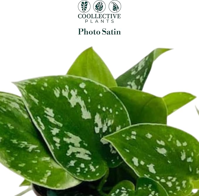 Pothos Satin – Live Plant in 4″ Grower’s Pot, Easy to Grow Low Maintenance Indoor Houseplant, Live Indoor, Includes UniHeat Pack for Winter Protection
