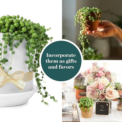 Shop Succulents String of Pearls Succulent Plant 2" Grow Pot Pack of 100