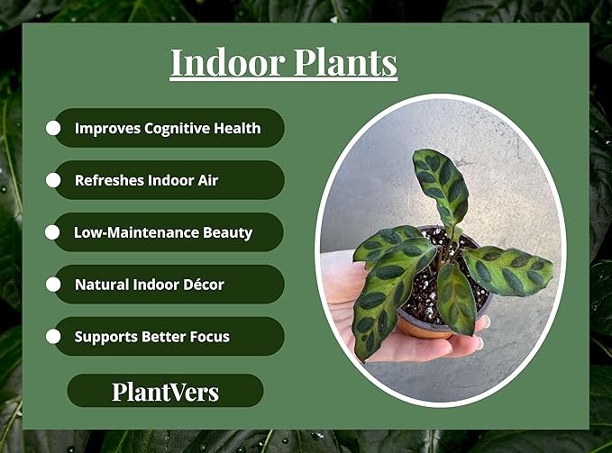 PLANTVERS Live Calathea Plant in 2" Grow Pot – Easy Care & Low Maintenance Tropical Houseplant – Air Purifying Indoor Plant for Low Light & Home Décor (Calathea Lancifolia)