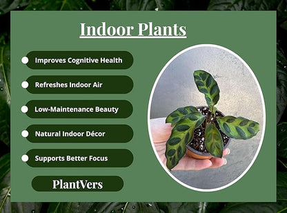 PLANTVERS Live Calathea Plant in 2" Grow Pot – Easy Care & Low Maintenance Tropical Houseplant – Air Purifying Indoor Plant for Low Light & Home Décor (Calathea Lancifolia)
