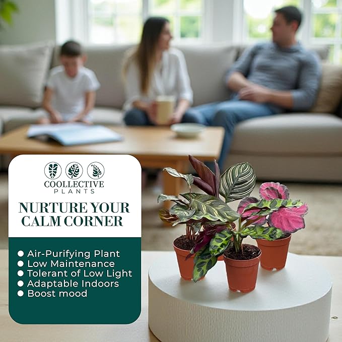 CoollectivePlants Calathea Plant Live Collection – Set of 4 Live Calathea Varieties in Grower’s Pots, Live Indoor Houseplants, Includes UniHeat Pack for Winter Protection