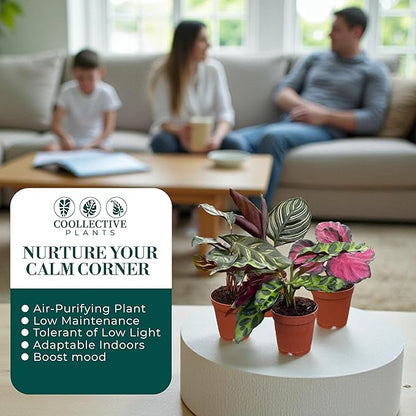 CoollectivePlants Calathea Plant Live Collection – Set of 4 Live Calathea Varieties in Grower’s Pots, Live Indoor Houseplants, Includes UniHeat Pack for Winter Protection