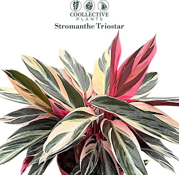 CoollectivePlants Stromanthe Triostar – Live Plant in 6″ Growers Pot, Easy Care Indoor Plant, Low Maintenance Houseplant, Rare House Plants Live