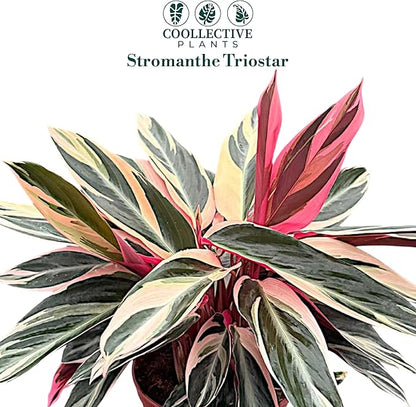 CoollectivePlants Stromanthe Triostar – Live Plant in 6″ Growers Pot, Easy Care Indoor Plant, Low Maintenance Houseplant, Rare House Plants Live