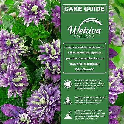Clematis Taiga - Live Starter Plant in a 2 Inch Growers Pot - Starter Plants Ready for The Garden - Rare Clematis for Collectors