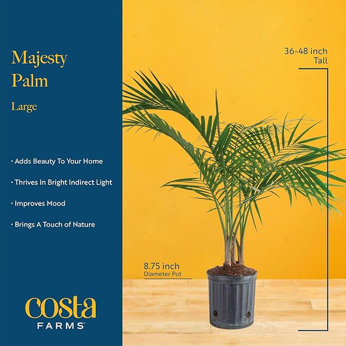 Costa Farms Majesty Palm Tree, Live Indoor Plant Potted in Grower Pot, Tropical Houseplant in Potting Soil, Patio Home Decor or Room Decor, Housewarming, 3-4 Feet Tall