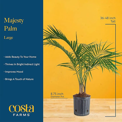 Costa Farms Majesty Palm Tree, Live Indoor Plant Potted in Grower Pot, Tropical Houseplant in Potting Soil, Patio Home Decor or Room Decor, Housewarming, 3-4 Feet Tall
