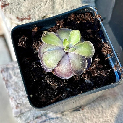 Live Pinguicula cyclosecta – Rare Violet-Toned Mexican Butterwort, Rosette-Forming Carnivorous Plant, Easy to Grow