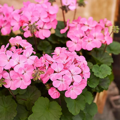 Park Seed Geranium Flowering Plant Seeds, Nano Pink Compact Variety with Full-Sized Blooms on Petite Plants, Great for Indoors or Small Spaces, Pack of 10