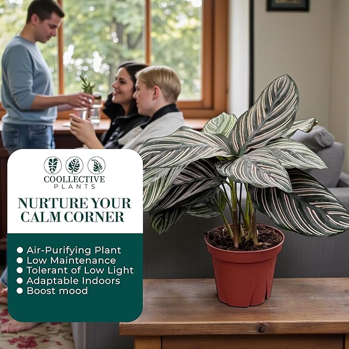 Calathea Ornata | Live Plant in a 4 Inch Growers Pot, Live Indoor, Easy to Grow, Easy to Care, and Low Maintenance Houseplant (4" Pot)
