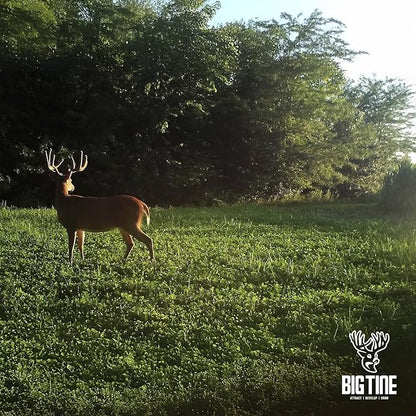 Big Tine Food Plot Mix, Deer Attractant, Foundation Clover, Premium Clover Mix, 4 lbs Bag, Perennial, Great for Food Plots, High Drought Tolerance