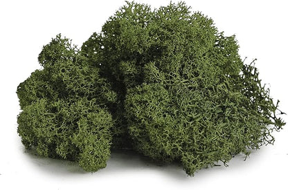 Super Moss (21710) Reindeer Moss Preserved, Forest Green, 3lbs