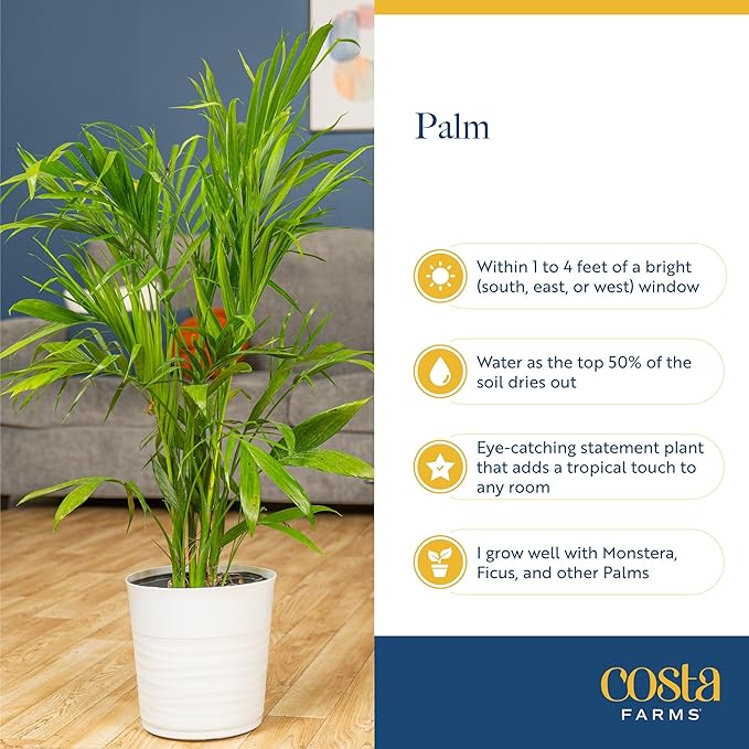 Costa Farms Majesty Palm Tree, Live Indoor Plant Potted in Grower Pot, Tropical Houseplant in Potting Soil, Patio Home Decor or Room Decor, Housewarming, 3-4 Feet Tall