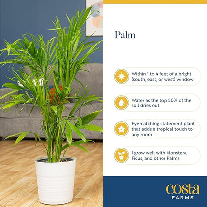 Costa Farms Bamboo Palm Live Plant in Decorative Pot, Air Purifying Large Indoor Houseplant, Perfect for Home, Room, or Office Decor, Great House Warming or Birthday Gift, 3-4 Feet Tall
