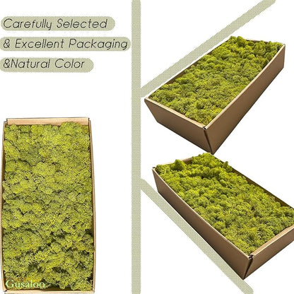 Preserved 1.1lb Moss Artificial Moss Natural Fresh Green Moss for Craft Handicraft Arts Floral Project Wall Decor Table Decor Wedding Centerpieces Garden Terrariums Decoration
