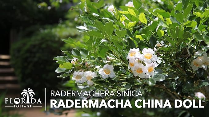 Radermacha | 1 Live Plants | Radermachera Sinica | Lush Indoor Tree | Live Houseplant | Easy Care | Air Purifying | Decorative Foliage | Fast Growing | Ideal for Home Or Office Decor