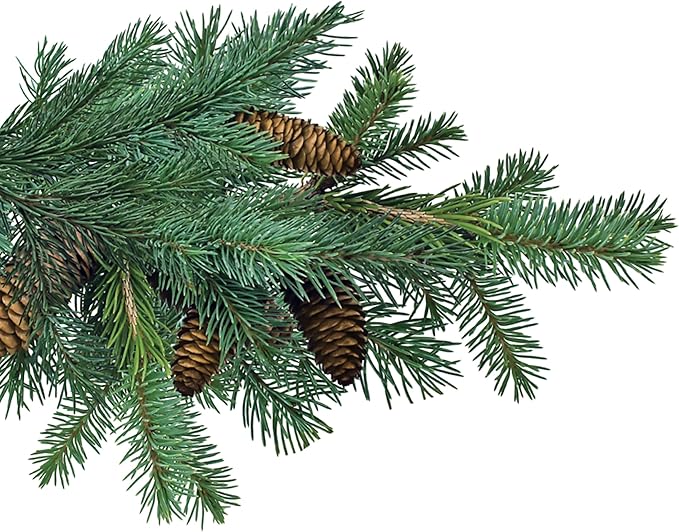 Jobe’s Slow Release Evergreen Fertilizer Spikes, Easy Plant Care for Cypress, Arborvitae, Pine, Cedar, and Many More Acid Loving Trees, 15 Count