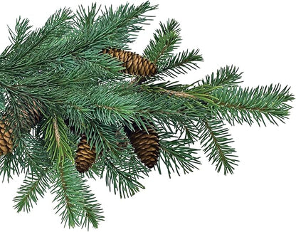 Jobe’s Slow Release Evergreen Fertilizer Spikes, Easy Plant Care for Cypress, Arborvitae, Pine, Cedar, and Many More Acid Loving Trees, 15 Count