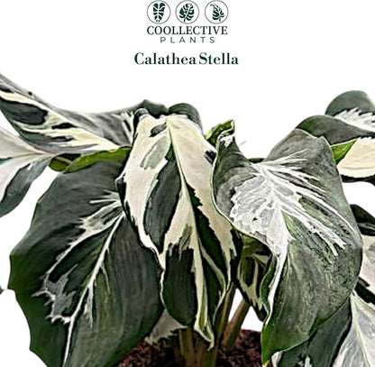CoollectivePlants Calathea Stella – Calathea Plant Live in 4″ Grower’s Pot, Live Indoor House Plants, Low Maintenance Houseplant