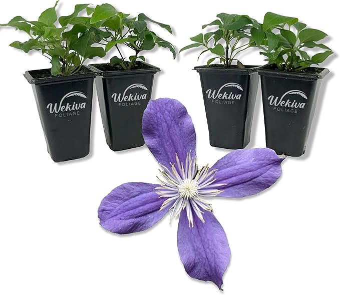 Clematis Arabella - 4 Live Starter Plants in 2 Inch Growers Pots - Starter Plants Ready for The Garden - Rare Clematis for Collectors