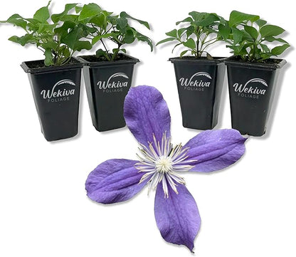 Clematis Arabella - 4 Live Starter Plants in 2 Inch Growers Pots - Starter Plants Ready for The Garden - Rare Clematis for Collectors