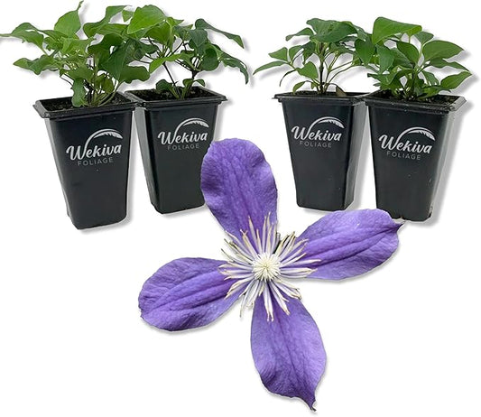 Clematis Arabella - 4 Live Starter Plants in 2 Inch Growers Pots - Starter Plants Ready for The Garden - Rare Clematis for Collectors
