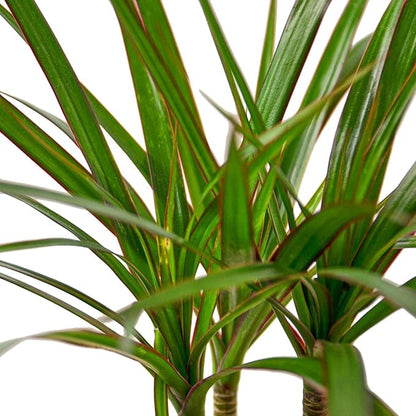 Dracaena Marginata Cane Live Plant for Indoor | Different Houseplants in 4'' & 6'' Pot | Real House Plant for Living Room, Office, Desk & Bathroom | Dragon Tree