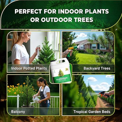 Leaves and Soul Professional Evergreen Tree Fertilizer Liquid Concentrate - 6-4-6 Blend for Evergreens, Garden Use - Liquid Plant Food for Evergreen Trees and Shrubs Outdoors - 32oz