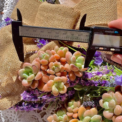 Graptosedum Miul Succulent Plants Live – Rare Hybrid Succulent, Easy Care Indoor Outdoor Plant for Home, Garden, Terrarium & Gift