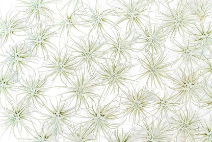 Air Plant Shop 25 Pack Rare Tectorum Ecuador Air Plants - Unique, Bright White, Nursery-Grown Tillandsia House Plant with Fuzzy Trichomes for Terrariums, Driftwood & Living Walls - Wholesale