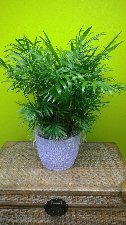 Neanthe Bella Parlor Palm - Live Plant in an 8 Inch Pot - Chamaedorea Elegans - Beautiful Clean Air Indoor Houseplant