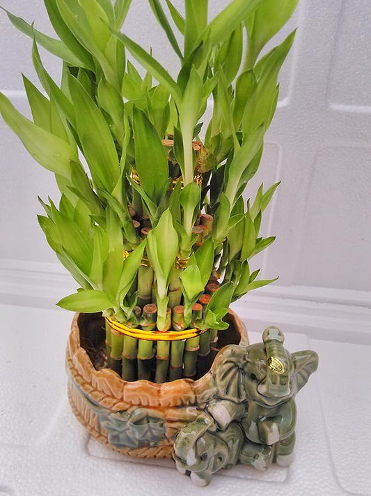 jmbamboo-Three Tiered Lucky Bamboo Arrangement Elephant Vase Favor