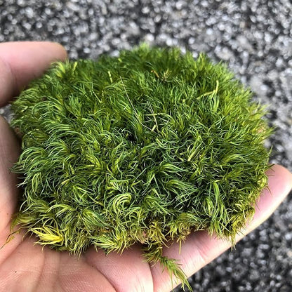 Preserved Pole Moss Pillow Bun Cushion Natural Green Decorative Real Natural DIY Kit Terrariums Garden Art Wall Florist Easter Wedding Decor (1.5 sq.ft., Green-A)