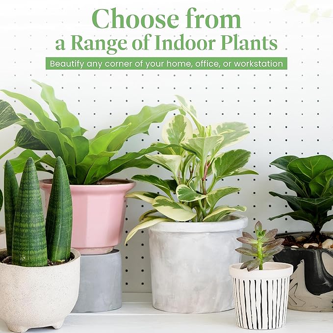 American Plant Exchange Peace Lily, Live Spathiphyllum Plant, Indoor Flowering Houseplant, 4-Inch Pot, Deco Cover, Easy Care, Low Light, Perfect for Housewarming, Sympathy, or Party Gift