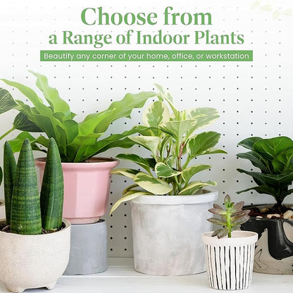 American Plant Exchange Peace Lily, Live Spathiphyllum Plant, Indoor Flowering Houseplant, 4-Inch Pot, Deco Cover, Easy Care, Low Light, Perfect for Housewarming, Sympathy, or Party Gift