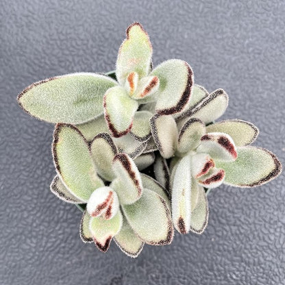 Sprout N Green Kalanchoe Tomentosa Daruma, Live Cactus Plant Fully Rooted in 4" Pots with Soil Mix, Houseplant for Indoor Outdoor Home Office Decor