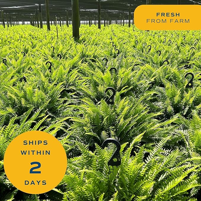 Costa Farms Boston Fern Live Plant in Plastic Pot, Air Purifying Large Indoor & Outdoor Houseplant, Perfect for Home, Room, or Office Decor, Great House Warming or Birthday Gift, 2-3 Feet Tall