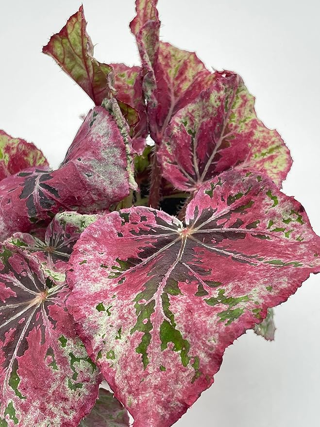 Venetian Red, Begonia Rex, 4 inch, Painted-Leaf Begonia, Unique Homegrown Exclusive