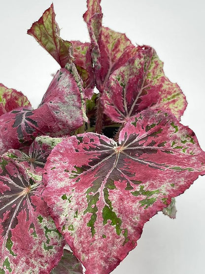 Venetian Red, Begonia Rex, 4 inch, Painted-Leaf Begonia, Unique Homegrown Exclusive