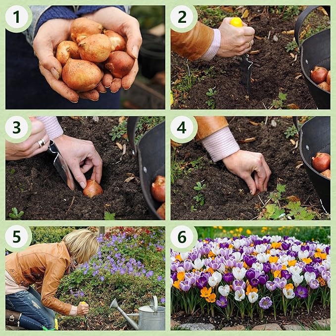 Giant Crocus Bulb Mix, 25 Exclusive Flower Bulbs, Mix of 5 Varieties from Holland, Real Hardy and Perennial Crocus Tubers/Flowers (no Seeds) for Garden, Pots and Balcony
