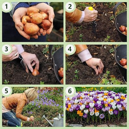 Giant Crocus Bulb Mix, 25 Exclusive Flower Bulbs, Mix of 5 Varieties from Holland, Real Hardy and Perennial Crocus Tubers/Flowers (no Seeds) for Garden, Pots and Balcony